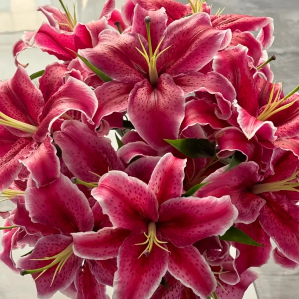 云南鲜花基地直发黑美人百合室内水养鲜花