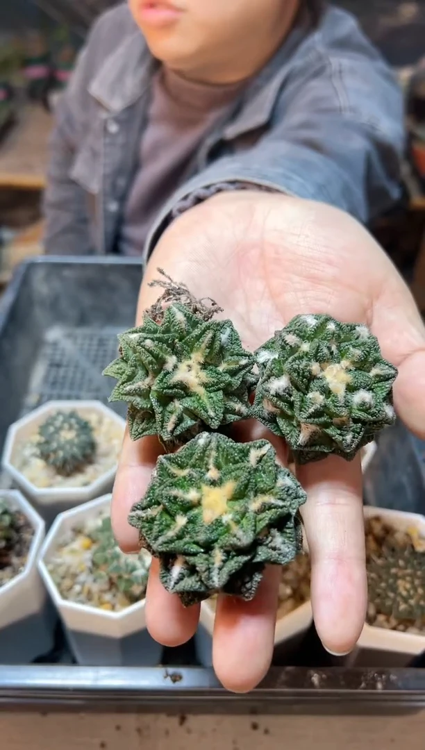 【闪购商品】自根辛盾牡丹4.8公分1颗1颗1颗