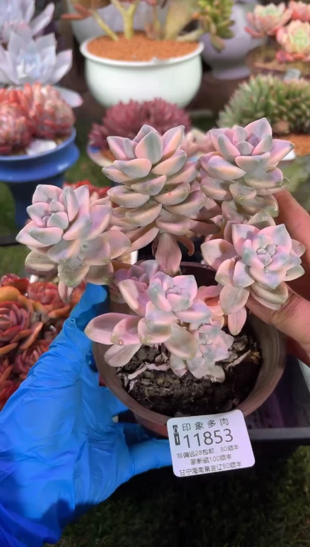 【闪购商品】11853