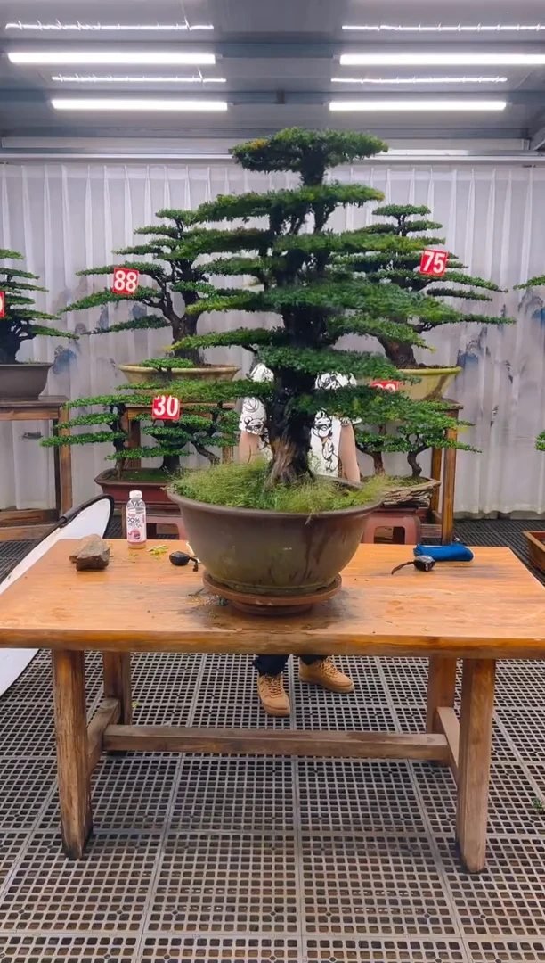 无花朵用****5精品盆景直播间一物一拍