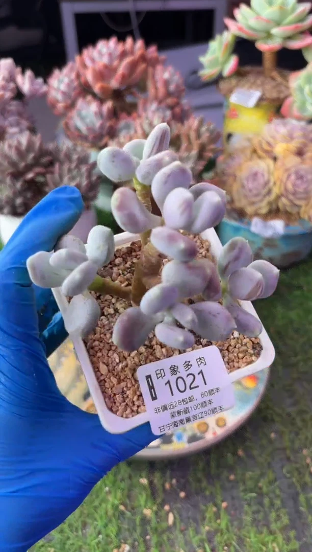 昆明印象多肉1021