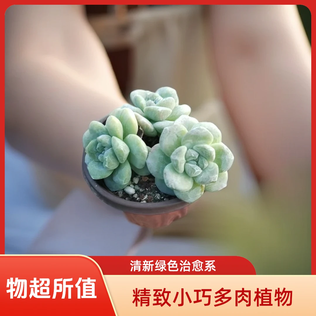 冰玉石化多肉植物盆栽品种好养适合办公室阳台