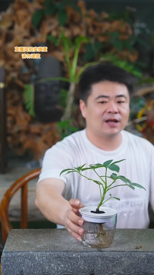 当前无花栽培后可以开花鸭脚木168