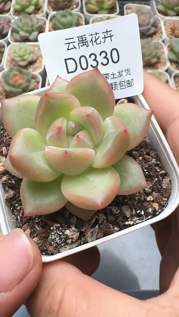 330D云禹多肉植物 带盆土纸巾打包 3颗包邮