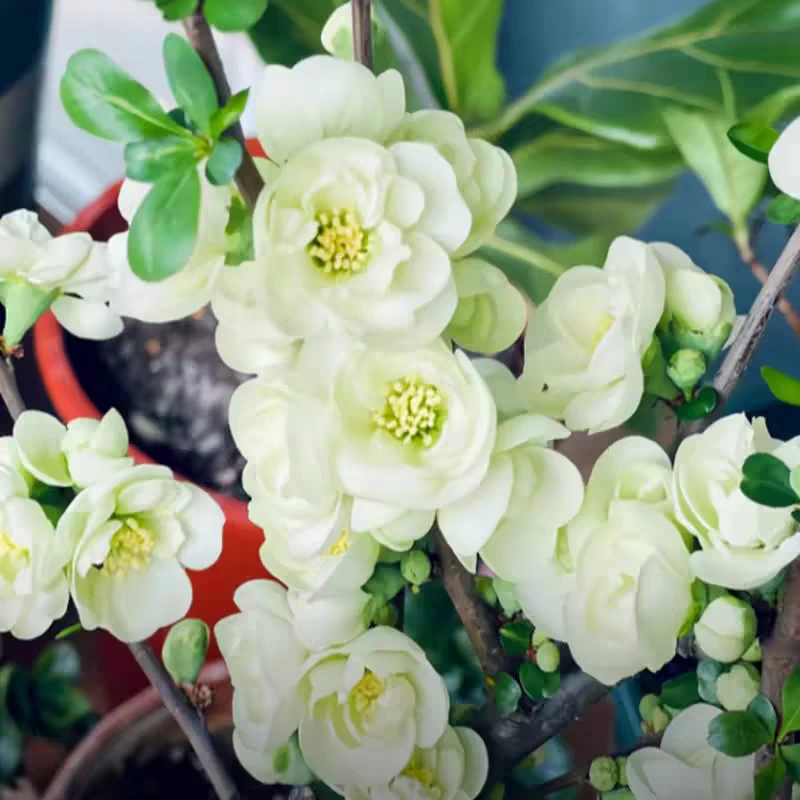 绿宝石海棠花树苗盆栽绿海棠盆景银长寿树桩耐寒室内阳台花卉绿植