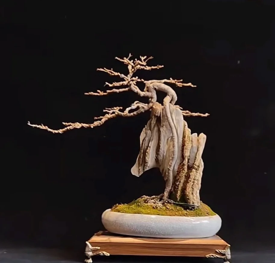 [一物一拍]掌中宝盆景素材榆树附石盆景石榴桩榆对节白蜡茶桌绿植