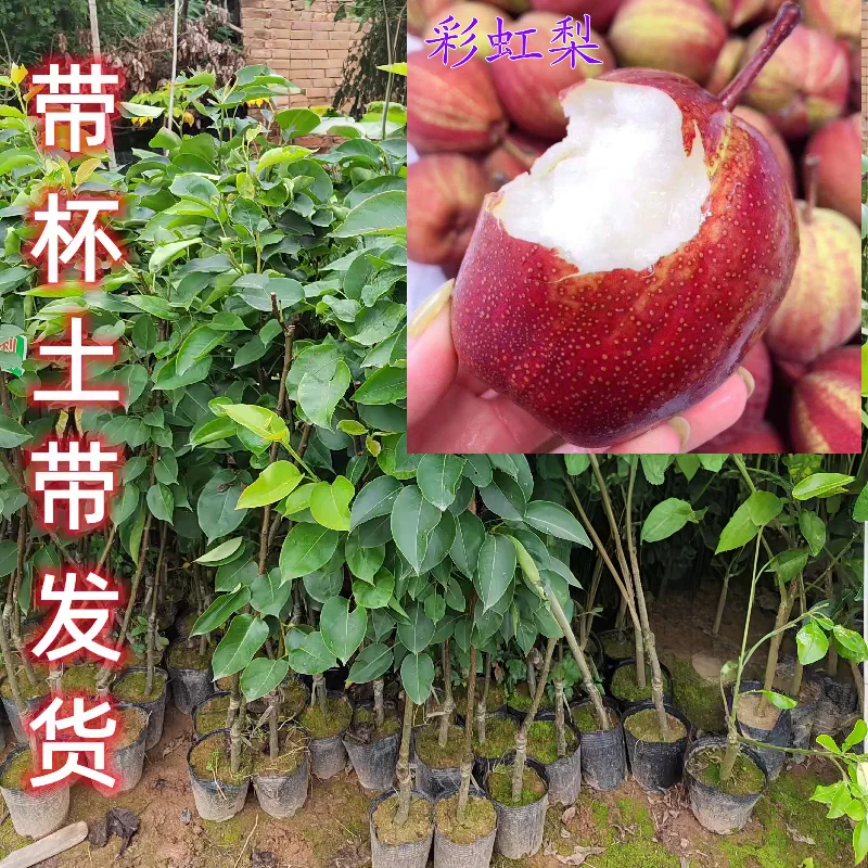 彩虹梨嫁接梨树大果红啤酒梨南方北方水果种植盆栽地栽当年结果