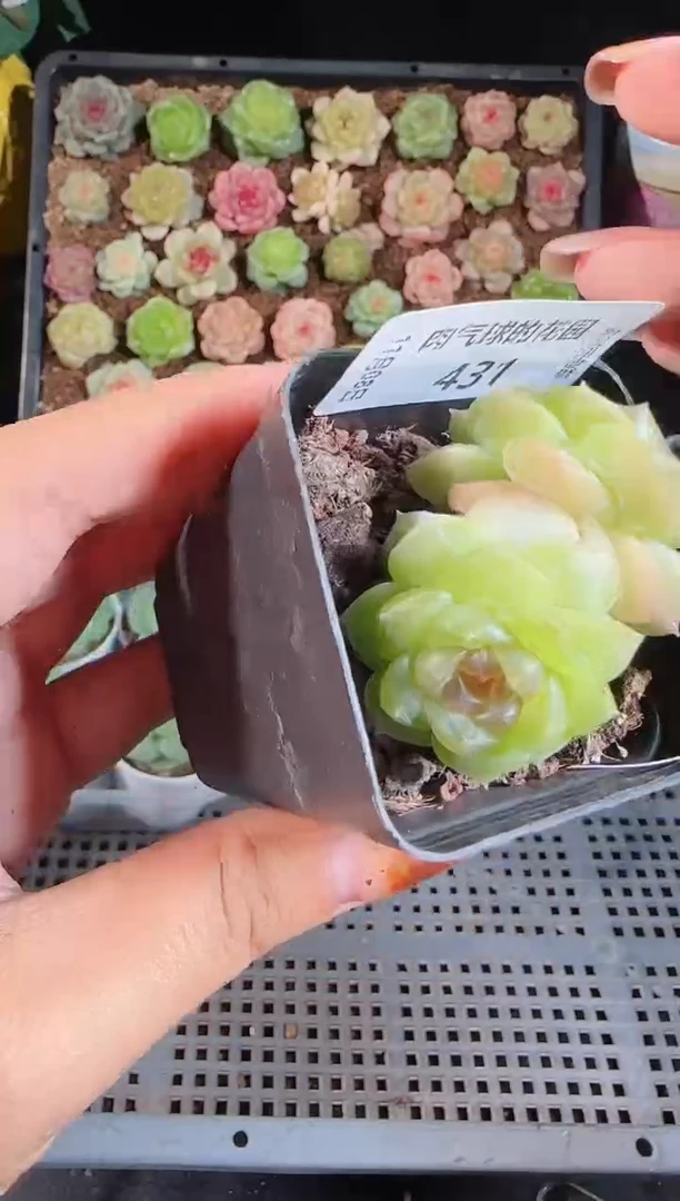 1108-431仙音麦秆群不包整