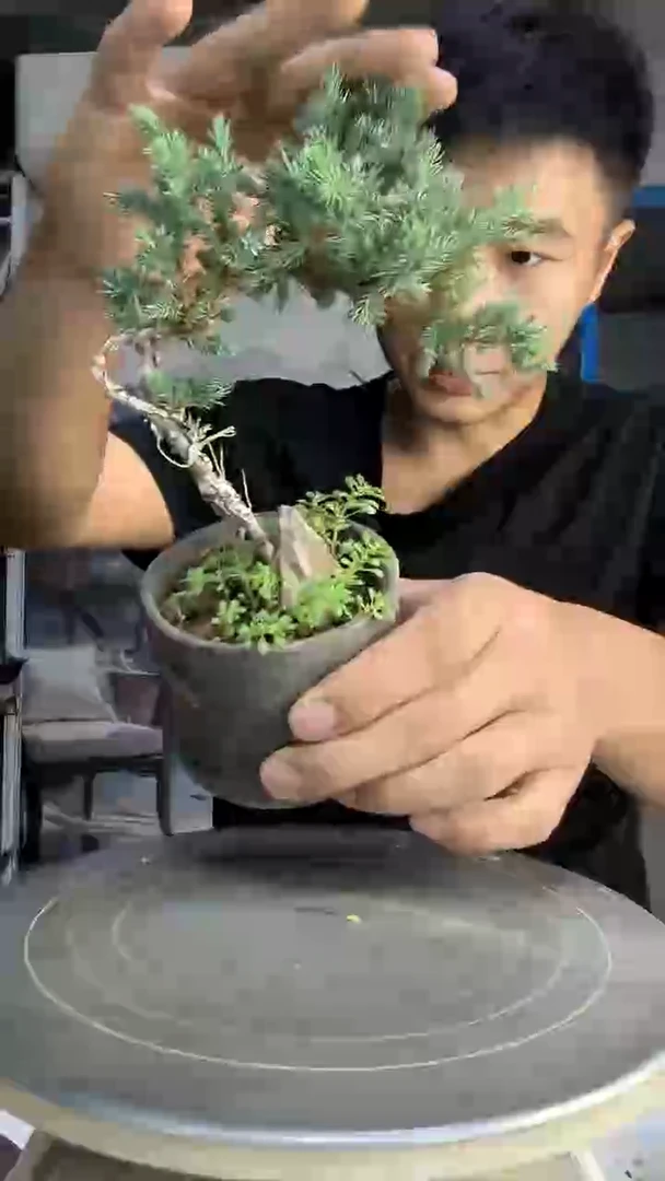 涂*中青园艺一物一拍115