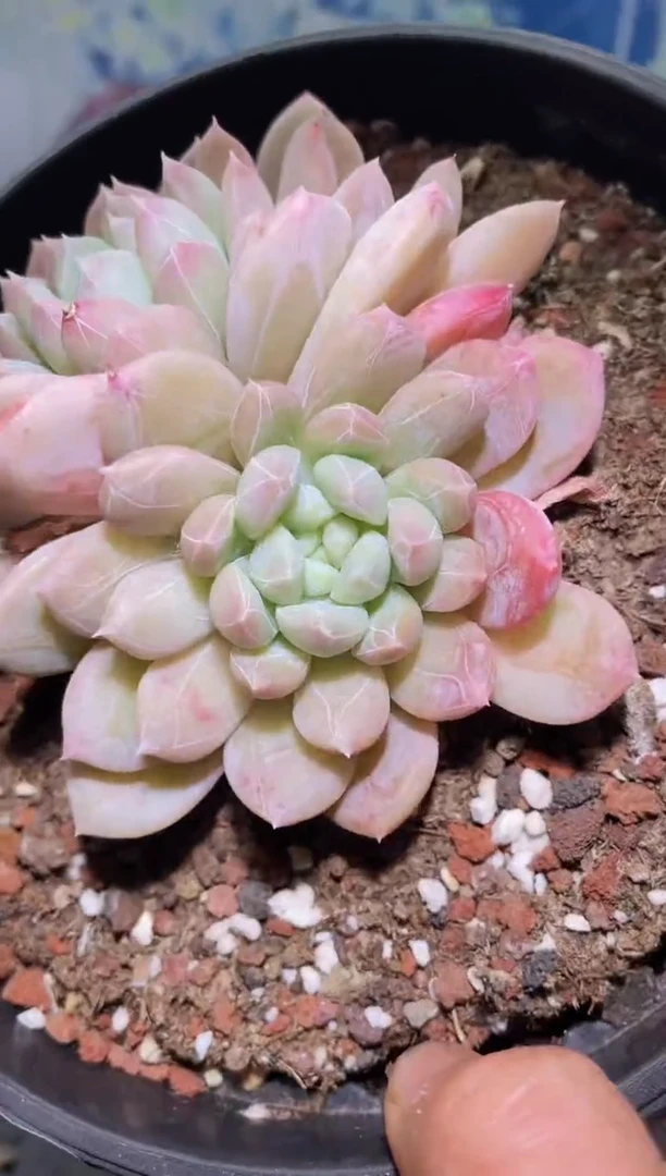 【闪购商品】422百搭翡翠