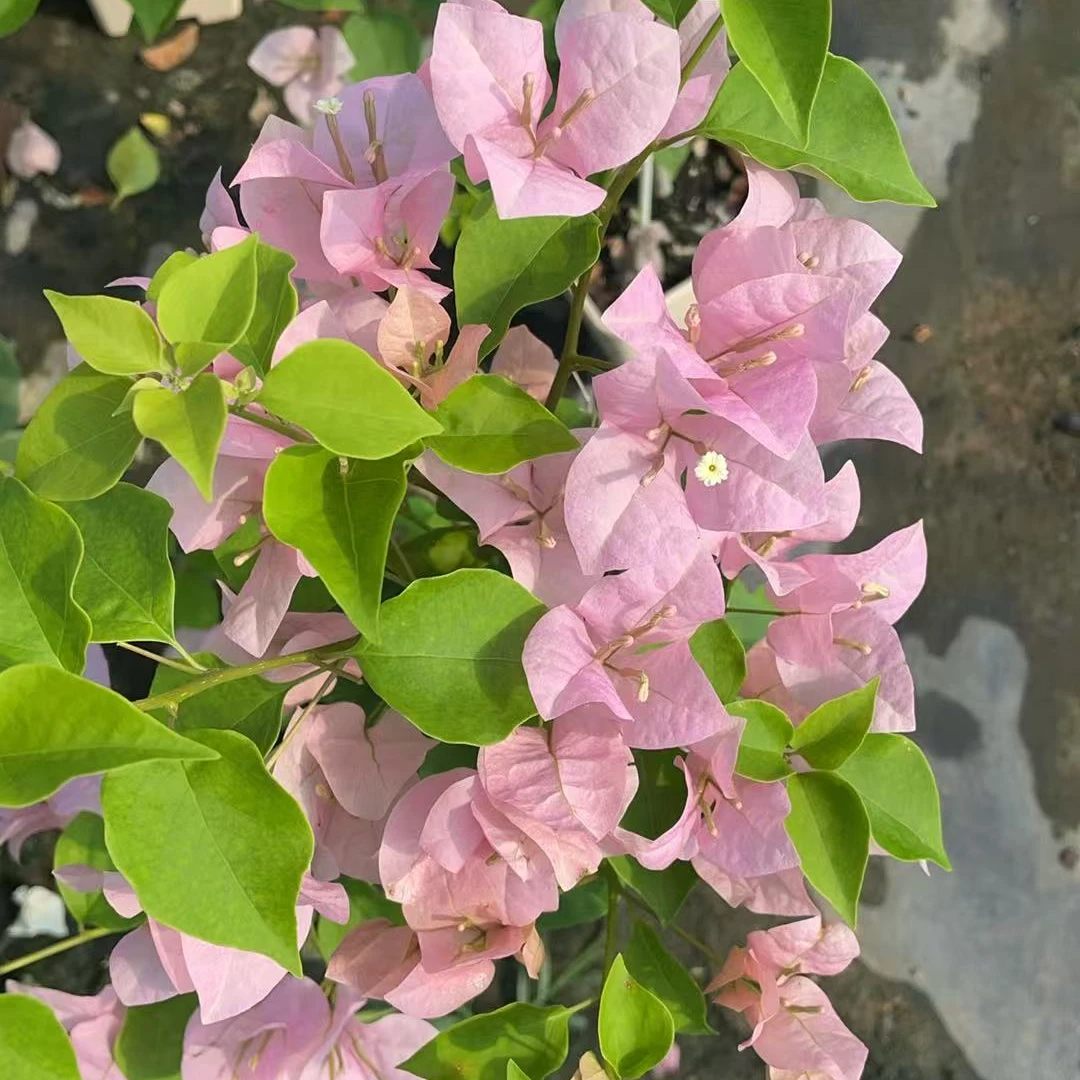 【雪美人】三角梅绿植盆栽【爱养花的月月】
