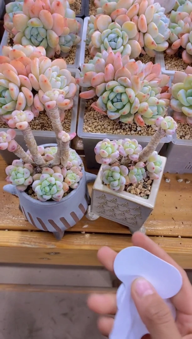 【闪购商品】D987-模特罗琦两颗-脱土