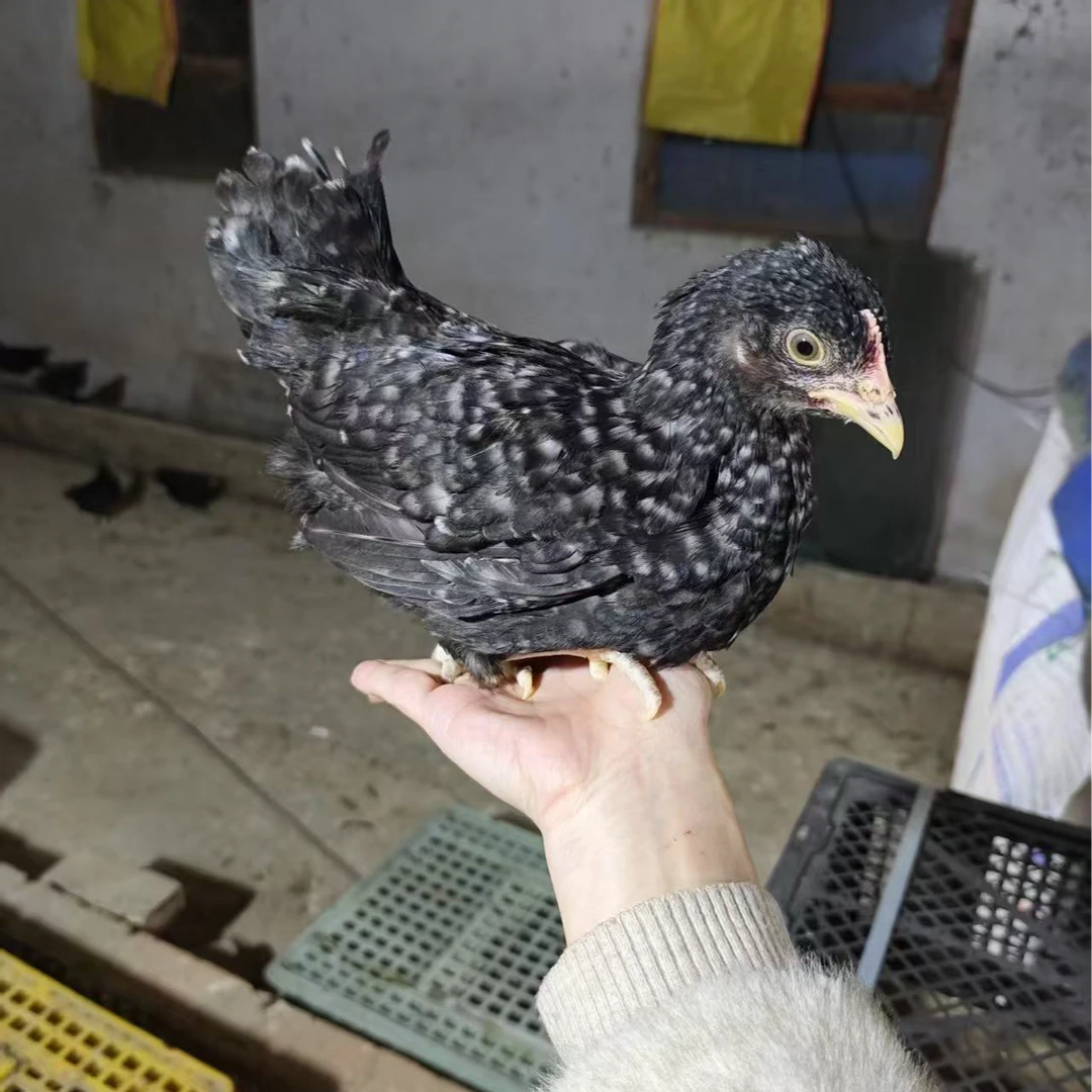 宠物鸡   芦花鸡  绿壳蛋鸡 活体发货 京东包邮