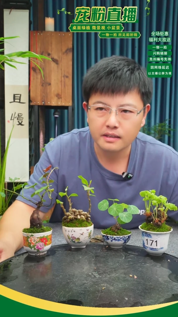 无花朵“****ψ苔藓微景观171号