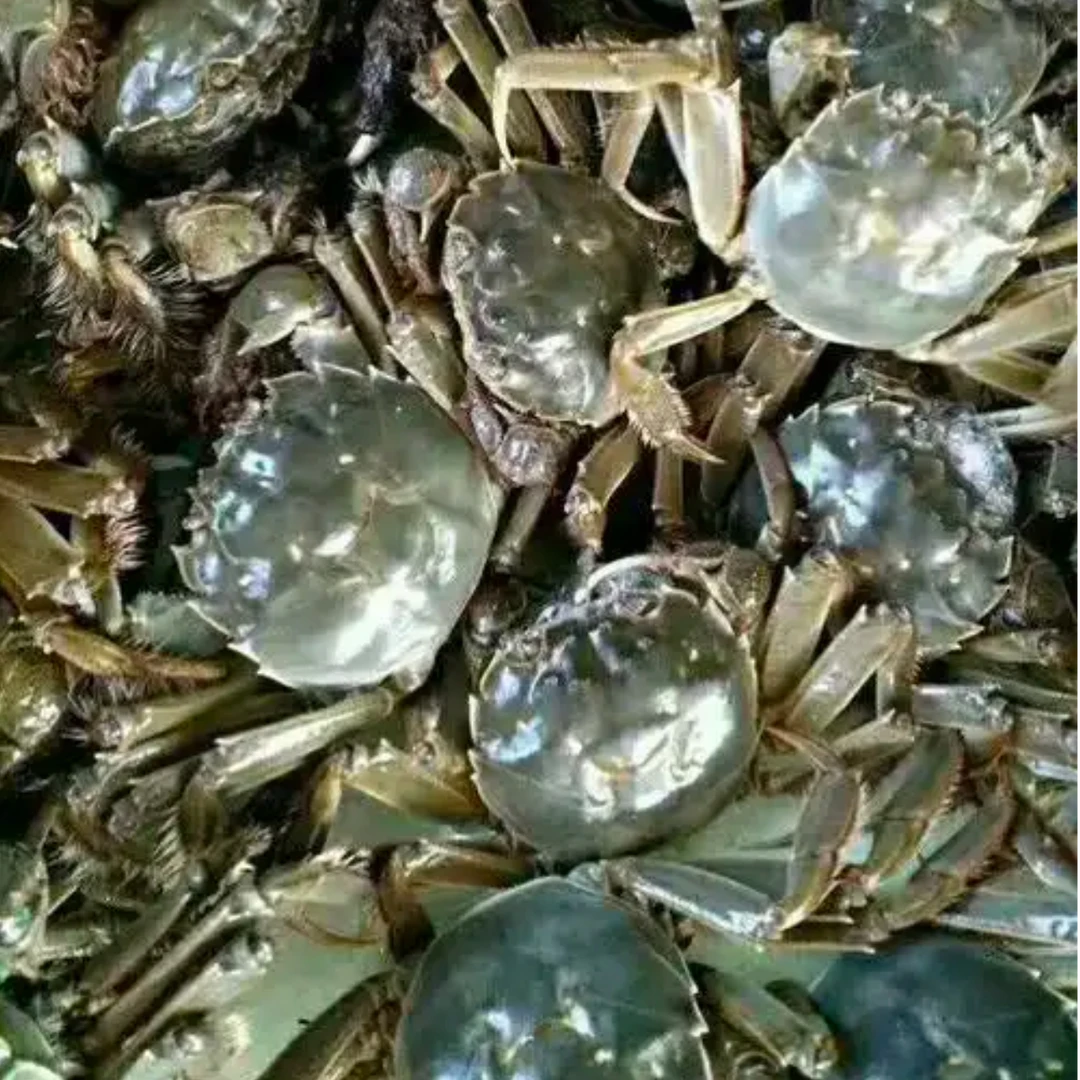 蟹有味【活蟹】【母蟹】盘锦河蟹 1-0.8两/只 到手30只 【顺丰/京东明天到】死蟹按只赔