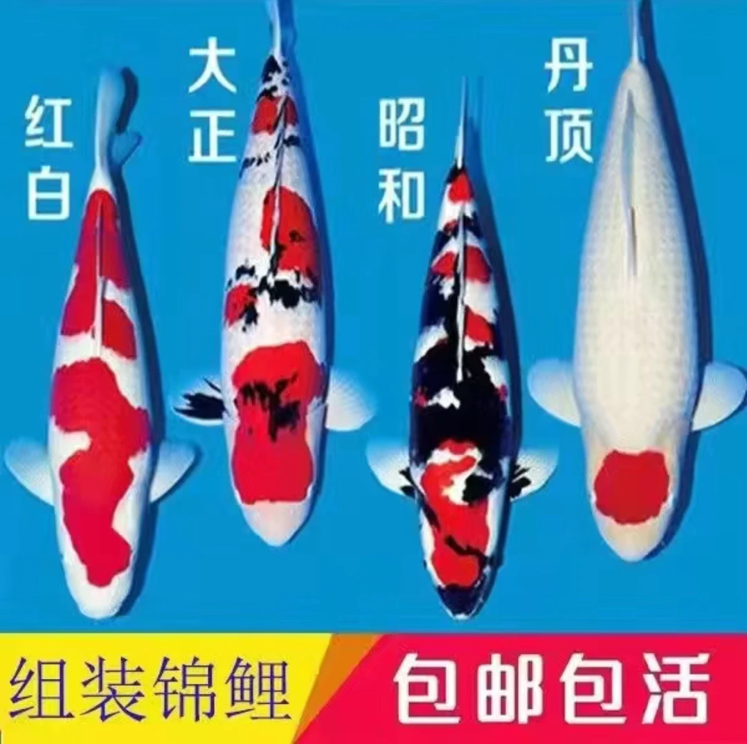 精品日系纯种活鱼 红白，大正 戒子锦鲤观赏鱼15-20两条