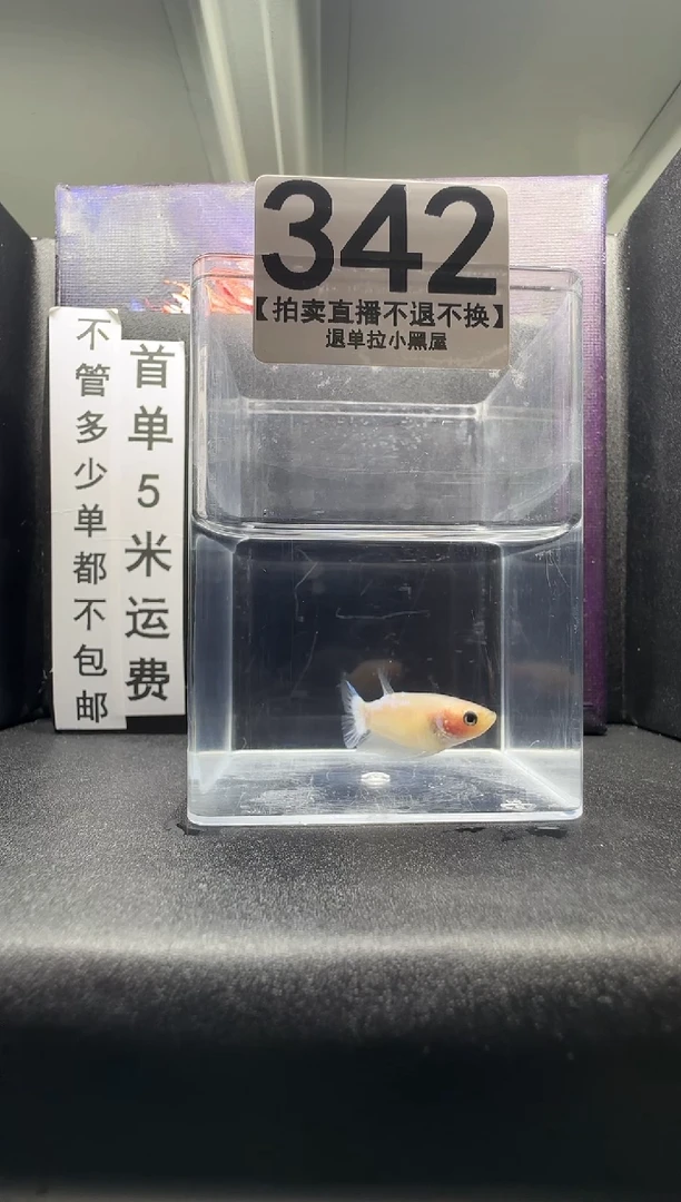 斗鱼母鱼编号：342