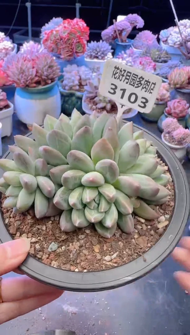 【闪购商品】3103.