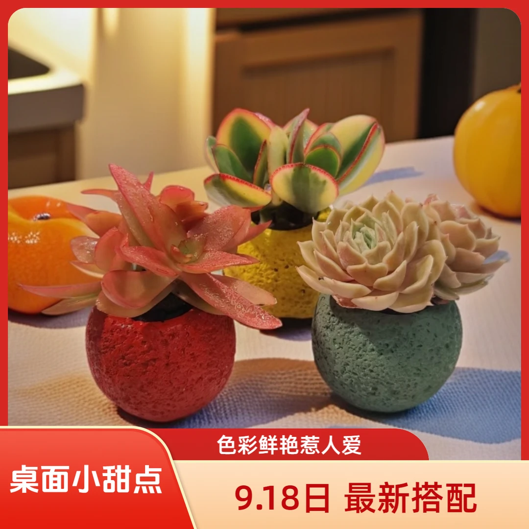 深红--【③号】桌面小甜点--无土多肉套装