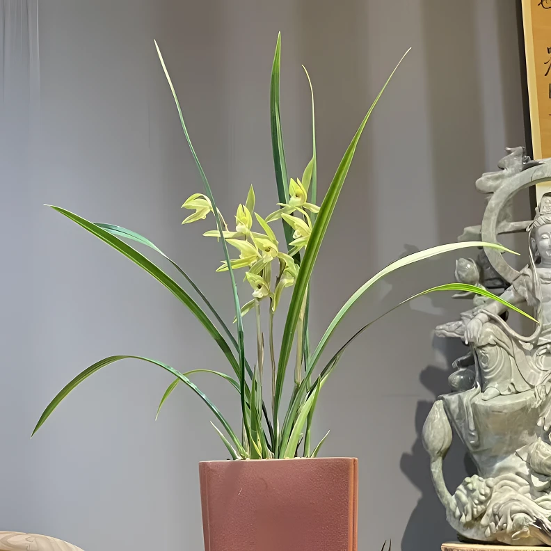 【春晖】正品基地直销发货春兰室内绿植优质花卉绿植盆栽兰花草