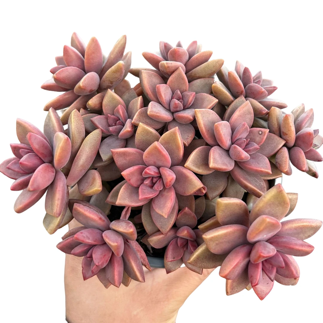 120#散装姬胧月带盆土 多肉植物室内绿植净化空气