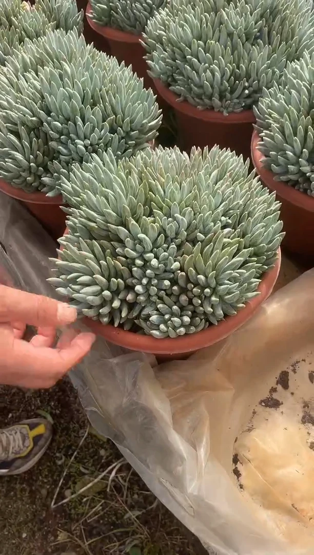 炫彩星