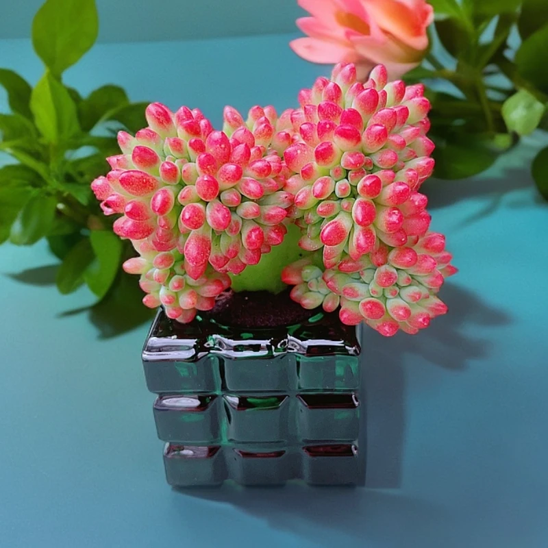 【新手多肉植物】无土青松缀化精品多肉室内阳台好养