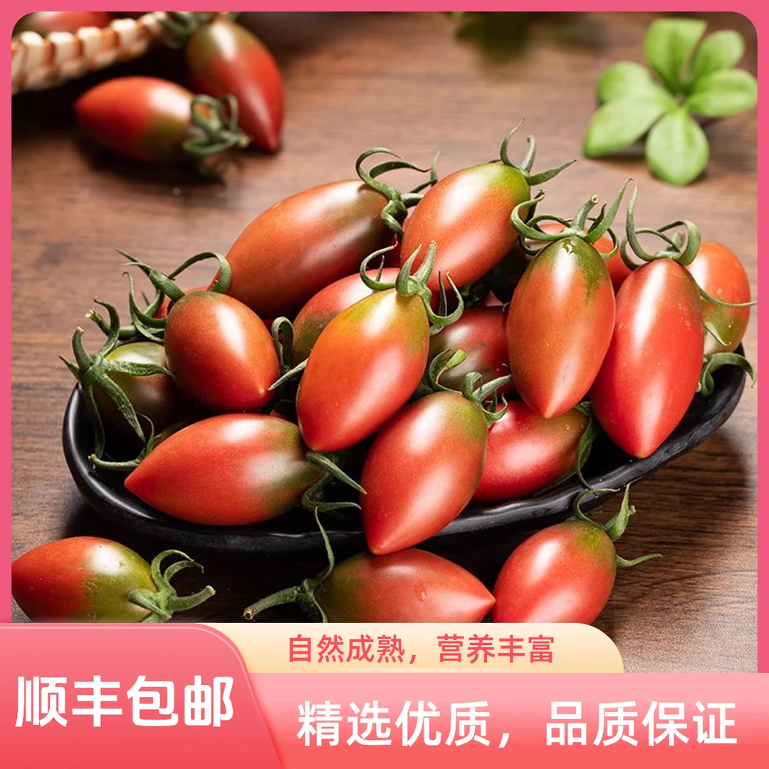 [春节可发]紫弹头小番茄西红柿新鲜当季小西红柿孕妇水果现摘现发