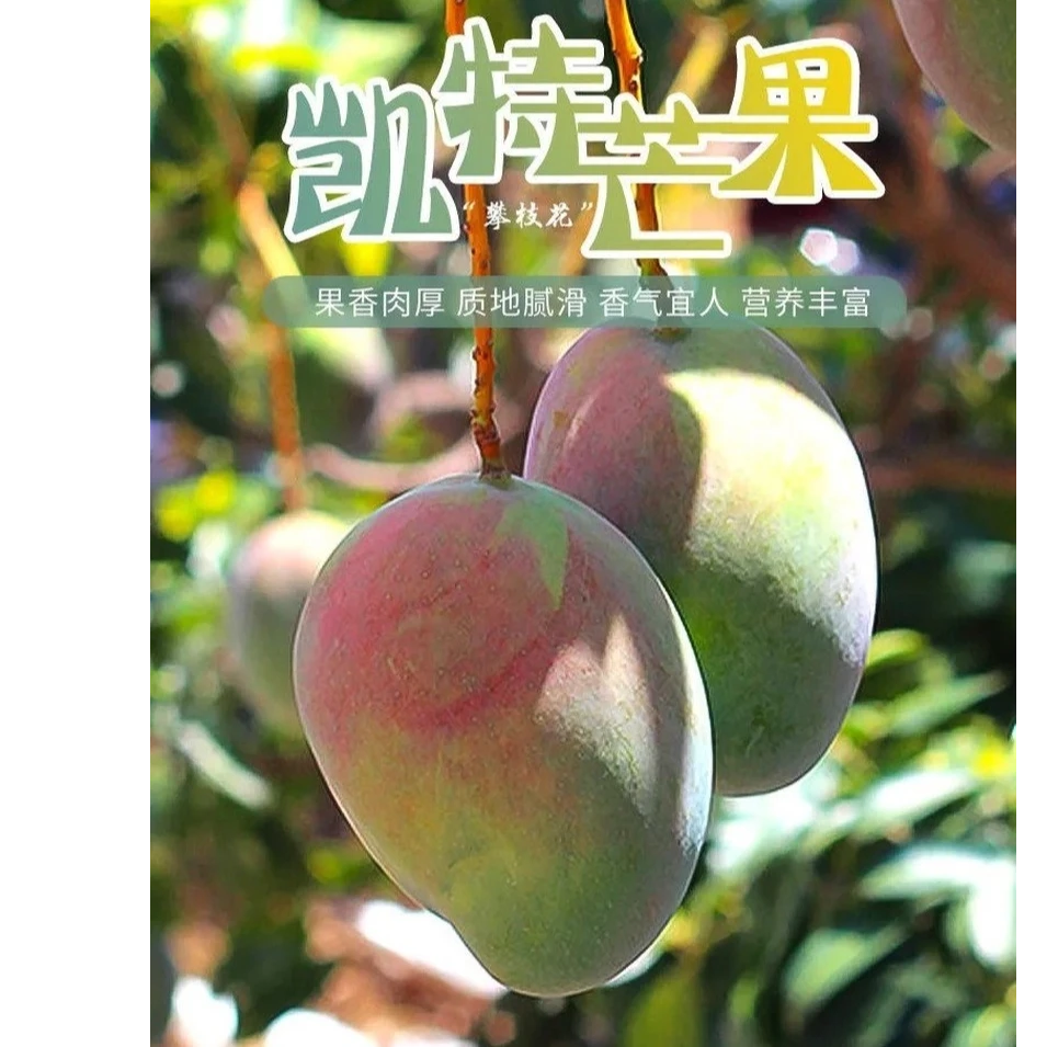 【顺丰包邮专属】新鲜现摘凯特芒果净重9斤现摘现发坏果水果包赔