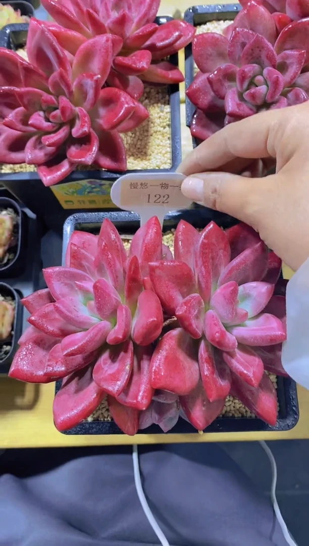 愿**暖慢悠122-赫菲斯托三头大群生脱土发（量拍）