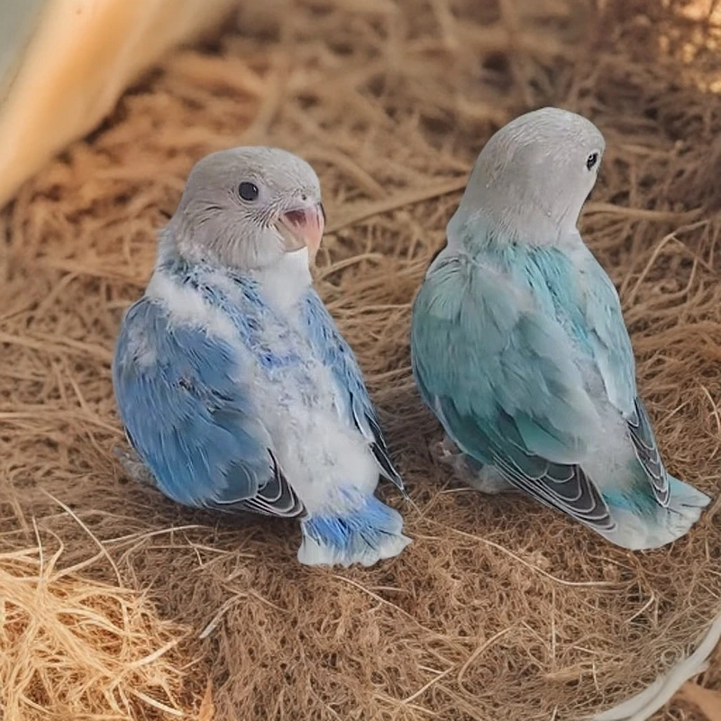 白鹿趣宠观赏亲人牡丹紫罗兰紫伊莎紫闪松伊莎