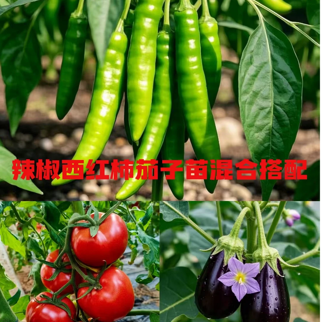 （今日特价）青椒苗，西红柿，茄子秧苗带土蔬菜果苗