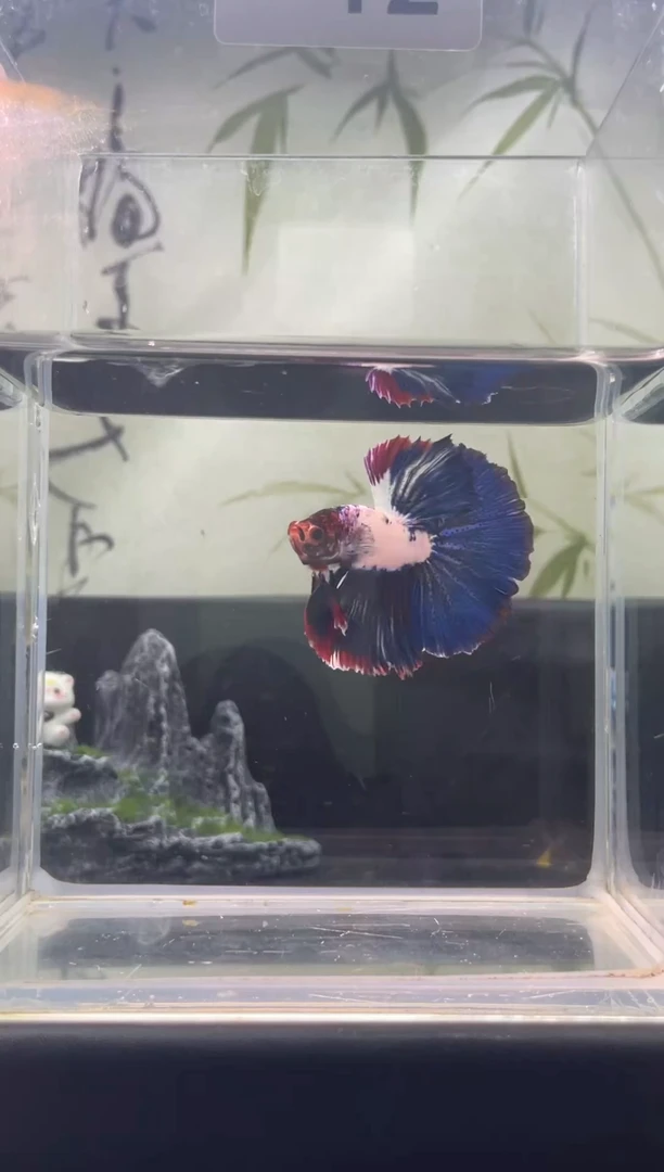 斗鱼泰国精品斗鱼（公鱼）A12