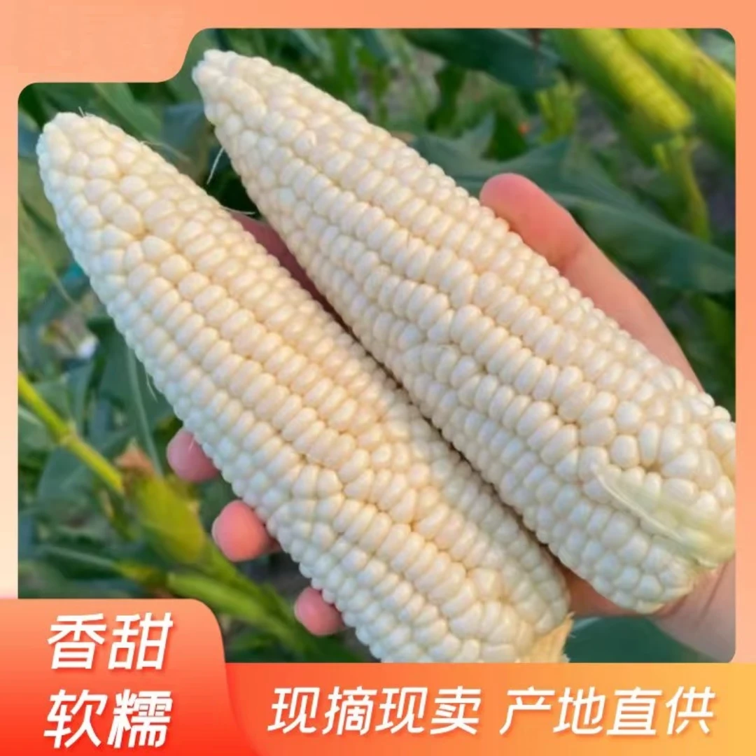 北京北郎中甄选 | 北京农科院336甜糯玉米 6-7斤北京市