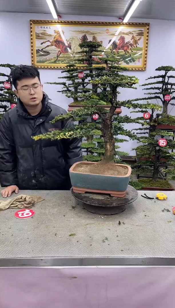 【闪购商品】八斗松/松类活物造型盆景，以直播间截图为啊啊啊啊