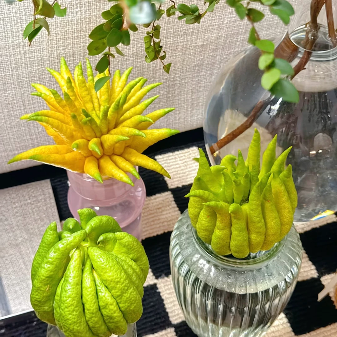 【4斤大果王】现摘新鲜佛手柑大果观赏有清香可作天然香薰
