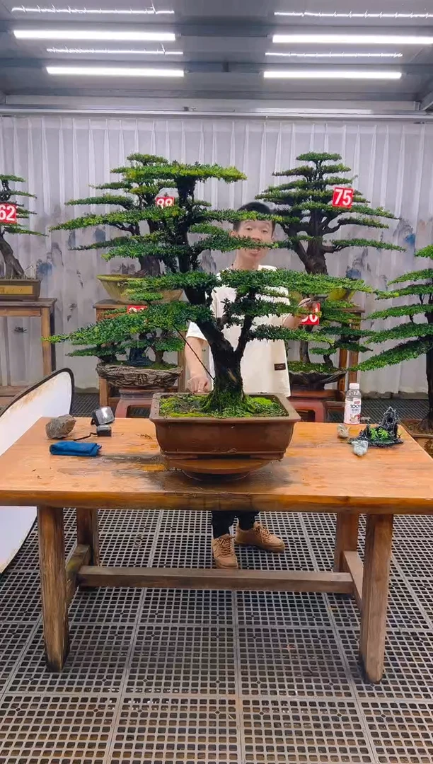 无花朵一**琛精品盆景直播间一物一拍