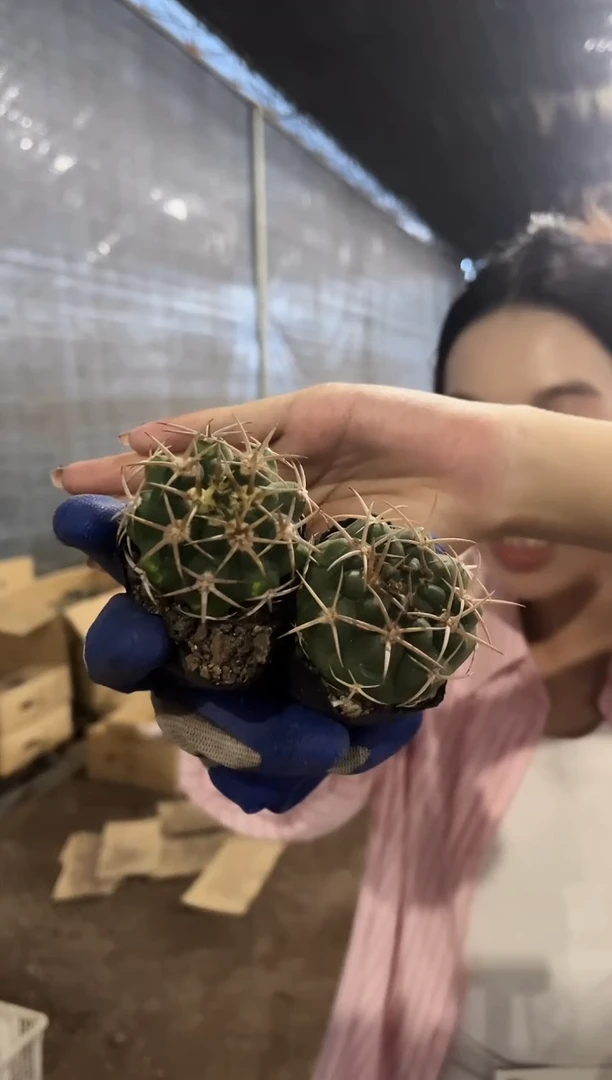 实生碧岩玉2颗4.55