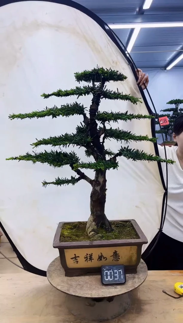 无花朵一物一拍，所见即所得