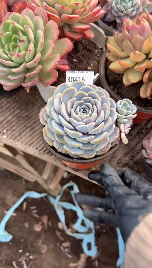 多肉植物一物一拍30416