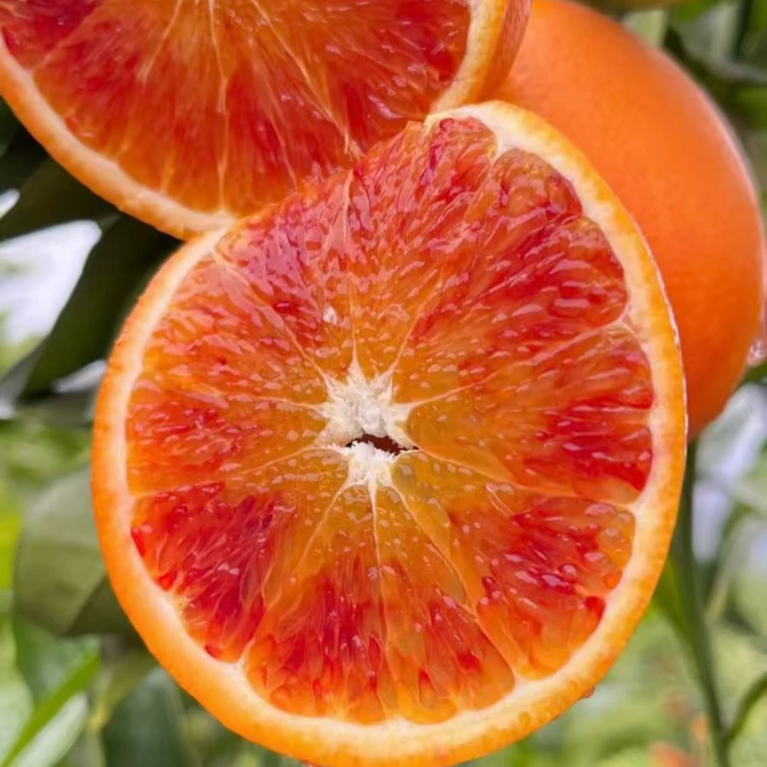 正宗四川塔罗科血橙当季新鲜时令水果皮薄肉厚满满花青素