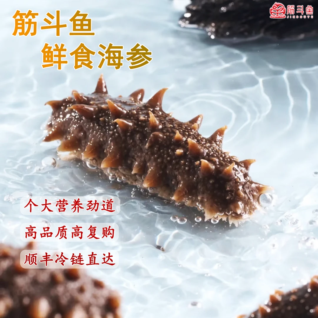 [筋斗鱼]即食辽参鲜食独立真空包装（15头/斤）两斤顺丰包邮