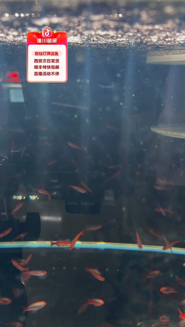 灯科鱼我***鱼白金红火蚁1条