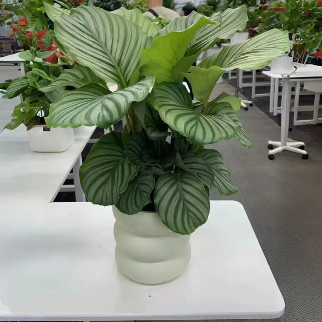 【送云朵盆】青苹果竹芋室内吸甲醛净化空气四季常青好养桌面绿植