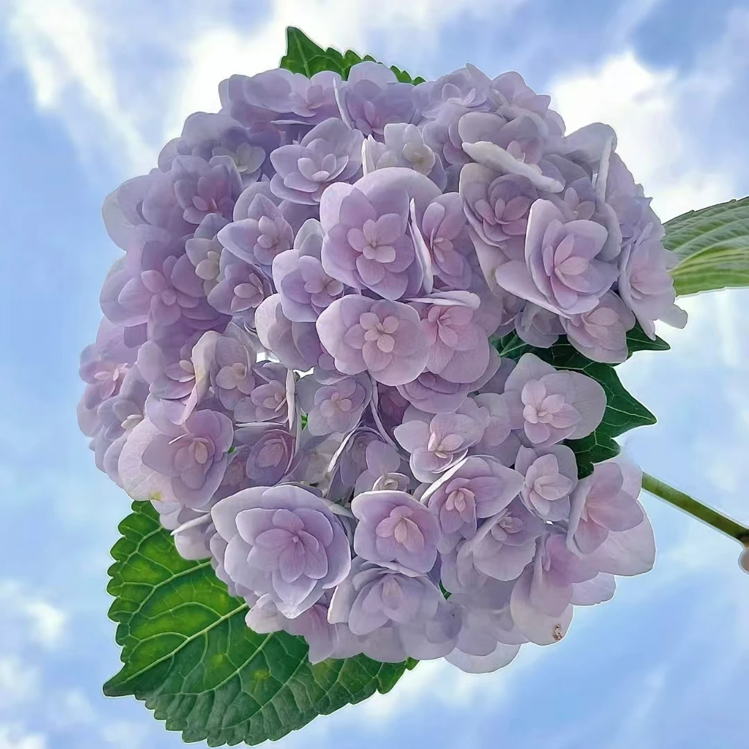 花宝 紫粉色  2加仑（张） 半开花发货 大花绣球 花卉盆栽