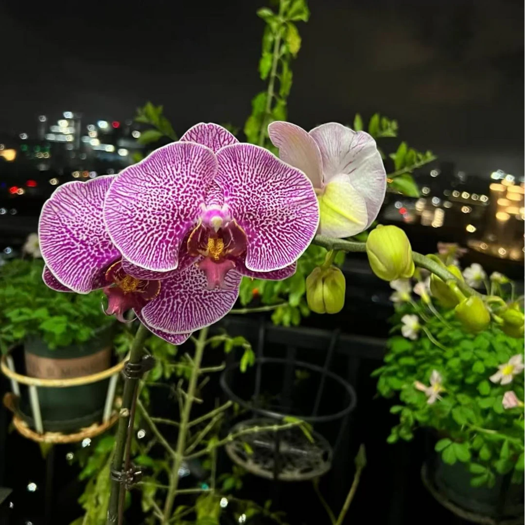 【李先生】（大豹斑）蝴蝶兰单花剑带花带花苞