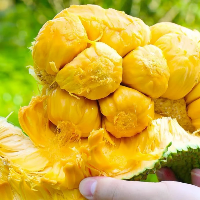 海南榴莲蜜当季新鲜水果香甜软糯热带水果三亚榴莲批发一整个包邮