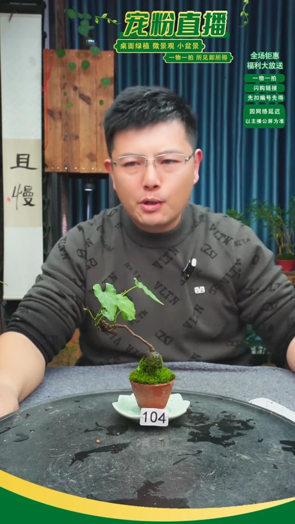 无花朵c****u苔藓微景观104号