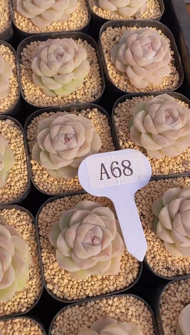 【闪购商品】A68-白蝴蝶带盆土（量拍）