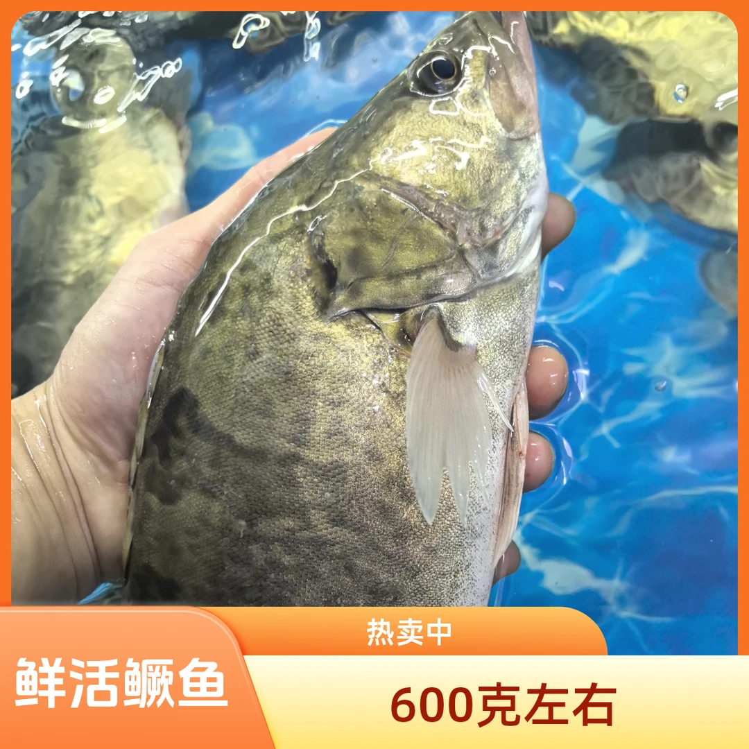 【鲜活】大鳜鱼600g~700g一条。默认杀好配送，需要打氧一定要备注清楚